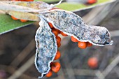 IRIS FOETIDISSIMA, IRIS - STINKING IRIS