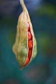 IRIS FOETIDISSIMA, IRIS - STINKING IRIS