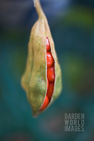 IRIS_FOETIDISSIMA_IRIS__STINKING_IRIS