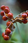 IRIS FOETIDISSIMA, IRIS - STINKING IRIS