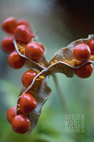 IRIS_FOETIDISSIMA_IRIS__STINKING_IRIS