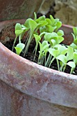 LACTUCA SATIVA, LETTUCE