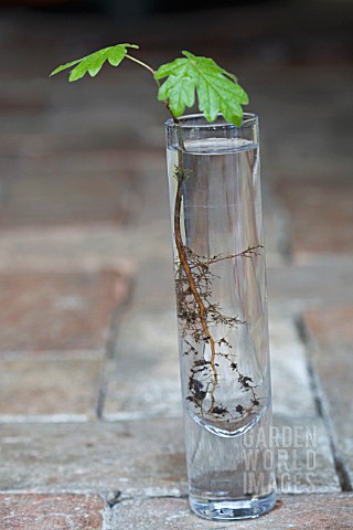 QUERCUS_ROBUR_OAK