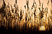 PHRAGMITES, REEDS, SEDGE