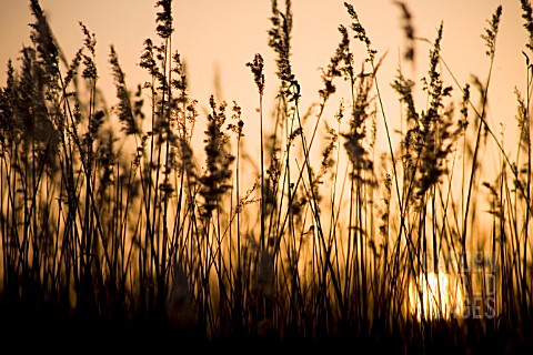 PHRAGMITES_REEDS_SEDGE