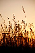 PHRAGMITES - NORFOLK REEDS, REEDS, SEDGE