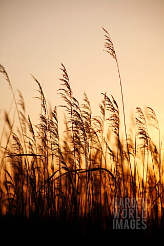 PHRAGMITES__NORFOLK_REEDS_REEDS_SEDGE