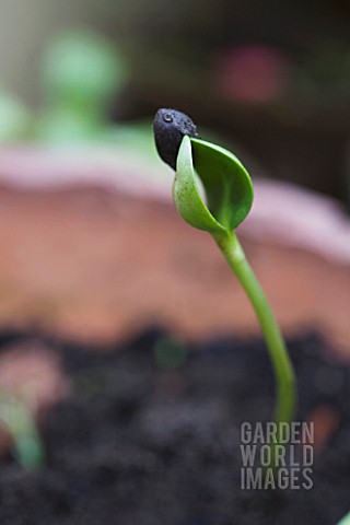 HELIANTHUS_SUNSHINE_GIANT_SUNFLOWER