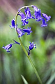 HYACINTHOIDES NON-SCRIPTA, BLUEBELL - ENGLISH BLUEBELL