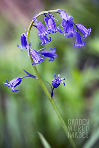 HYACINTHOIDES_NONSCRIPTA_BLUEBELL__ENGLISH_BLUEBELL