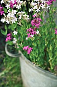 SILENE ARMERIA, CATCHFLY