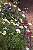 LEUCANTHEMUM VULGARE, DAISY - OX-EYE DAISY