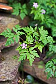 GERANIUM ROBERTIANUM, HERB ROBERT