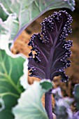 CRAMBE MARITIMA, SEA-KALE