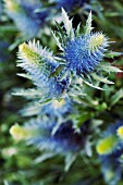 ERYNGIUM, SEA HOLLY