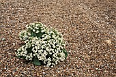 CRAMBE MARITIMA, SEA-KALE