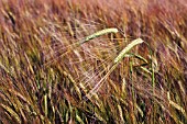 HORDEUM VULGARE, BARLEY