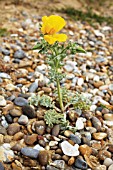 GLAUCIUM FLAVUM, YELLOW HORNED POPPY