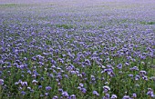 PHACELIA TANACETIFOLIA, SCORPION WEED