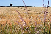 HORDEUM VULGARE, BARLEY