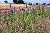 CIRSIUM ARVENSE, THISTLE - CREEPING THISTLE