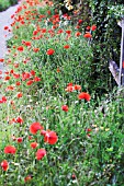 PAPAVER RHOEAS, POPPY FIELD