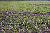 ZEA MAYS, SWEETCORN