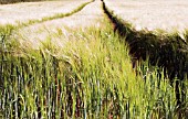 HORDEUM VULGARE, BARLEY