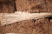 PHRAGMITES - NORFOLK REEDS, REEDS, SEDGE