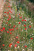 PAPAVER RHOEAS, POPPY FIELD