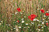 PAPAVER RHOEAS, POPPY FIELD