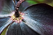 HELLEBORUS ORIENTALIS HYBRIDS, HELLEBORE