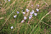 CAMPANULA ROTUNDIFOLIA, HAREBELL