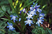 CHIONODOXA FORBESII BLUE GIANT, GLORY-OF-THE-SNOW