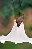 CONVOLVULUS ARVENSIS, BINDWEED