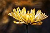 CHRYSANTHEMUM, CHRYSANTHEMUM