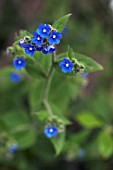 MYOSOTIS, FORGET-ME-NOT