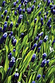 MUSCARI LATIFOLIUM, GRAPE HYACINTH