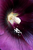 ALCEA ROSEA, HOLLYHOCK