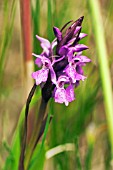 DACTYLORHIZA TRAUNSTEINERI, ORCHID - MARSH ORCHID