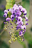 HARDENBERGIA VIOLACEA