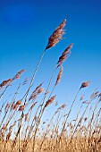 PHRAGMITES AUSTRALIS