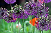 Allium Globemaster