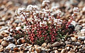 SEDUM ALBUM