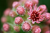 SEMPERVIVUM TECTORUM