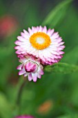 BRACTEANTHA BRACTEATA