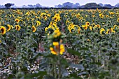 HELIANTHUS ANNUUS