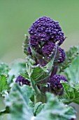 BRASSICA OLERACEA BOTRYTIS ITALICA