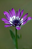 OSTEOSPERMUM