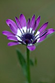 OSTEOSPERMUM